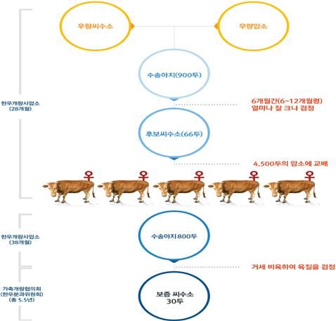 [안동=뉴시스] 경북도 축산기술연구소 한우 후보씨수소 선발 (사진=경북도 제공) photo@newsis.com *재판매 및 DB 금지