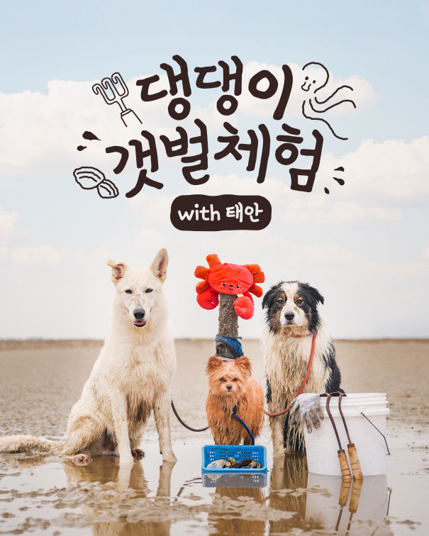 [태안=뉴시스] 태안군 반려동물 동반 갯벌체험 프로그램 '댕댕이 갯벌체험' 공식 홍보물. (사진=태안군 제공) 2025.04.03. photo@newsis.com *재판매 및 DB 금지