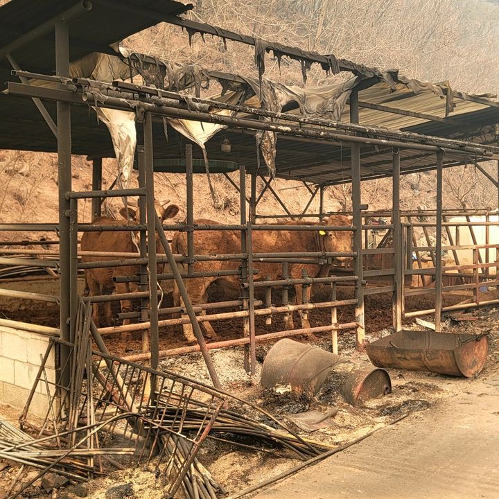 전국한우협회의 자체 조사 결과, 역대 최대 규모인 이번 전국 산불로 인해 한우 축사 150동이 불타고, 316마리가 폐사했다고 3일 밝혔다. 사진은 피해농가의 모습. (사진 = 한우협회 제공) 2025.04.03.&nbsp; *재판매 및 DB 금지