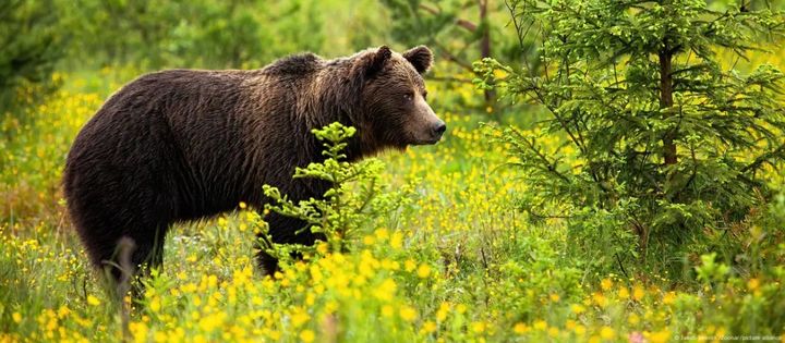 [서울=뉴시스]슬로바키아 중부의 한 숲에서 남성 한 명이 갈색곰에 물려 사망함에 따라 슬로바키아 내각이 이 나라에 서식하는 약 1300마리의 갈색곰의 4분의 1이 넘는 350마리의 갈색곰들을 사살한다는 계획을 승인했다고 BBC가 3일 보도했다. <사진 출처 : 도이체 벨레> 2025.04.03.