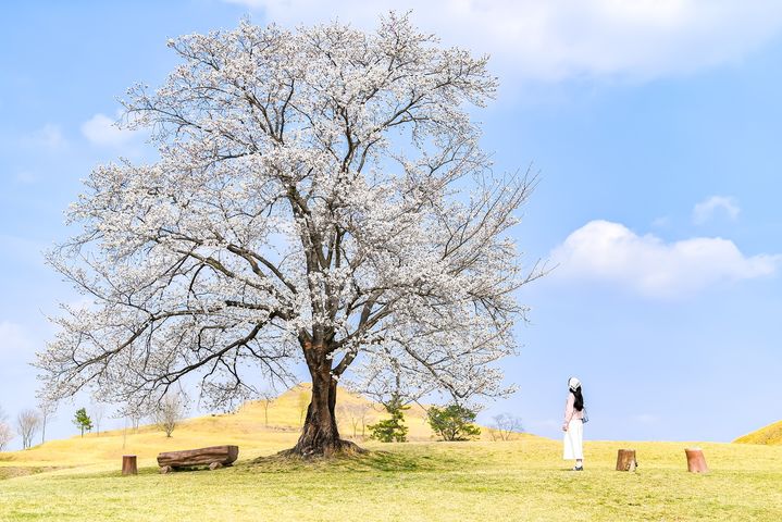 [함안=뉴시스]지난 4월 함안말이산고분군 나홀로 벚나무.(사진=함안군 제공) 2025.04.03.photo@newsis.com *재판매 및 DB 금지