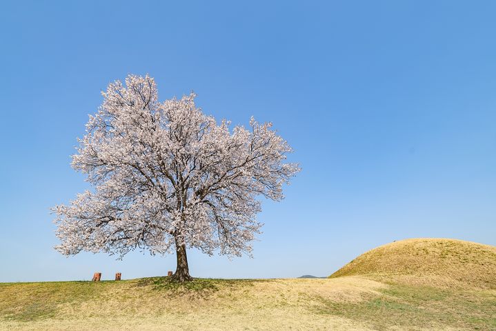 [함안=뉴시스]함안말이산고분군 1호분 옆 살구나무.(사진=함안군 제공) 2025.04.03.photo@newsis.com *재판매 및 DB 금지