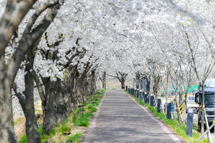 [함안=뉴시스]함안칠서 벚꽃길.(사진=함안군 제공) 2025.04.03.photo@newsis.com *재판매 및 DB 금지