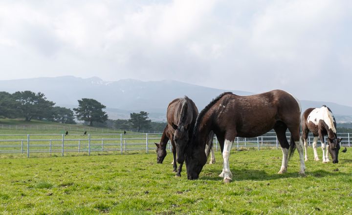 [서울=뉴시스] 3일 제주 제주시 농촌진흥청 국립축산과학원 난지축산연구센터 내 초지에서 생활승마용으로 육성 중인 RDA승용마가 풀을 뜯고 있다. (사진=농촌진흥청 제공) 2025.04.03. photo@newsis.com *재판매 및 DB 금지
