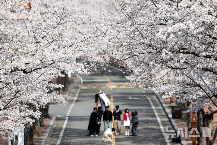 [대구=뉴시스] 이무열 기자 = 포근한 봄 날씨를 보인 지난 3일 대구 달서구 계명대학교 성서캠퍼스에서 학생들이 만개한 벚꽃 배경으로 사진을 찍고 있다. 2025.04.03. lmy@newsis.com