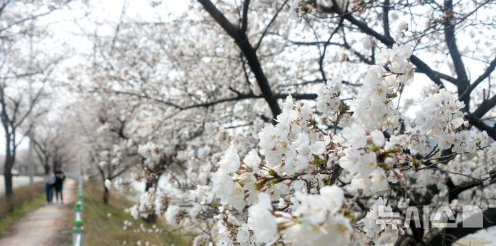 [전주=뉴시스] 김얼 기자 = 완연한 봄 날씨가 연일 이어지고 있는 3일 전북 전주시 가리내로에 벚꽃이 만개해 있다. 2025.04.03. pmkeul@newsis.com