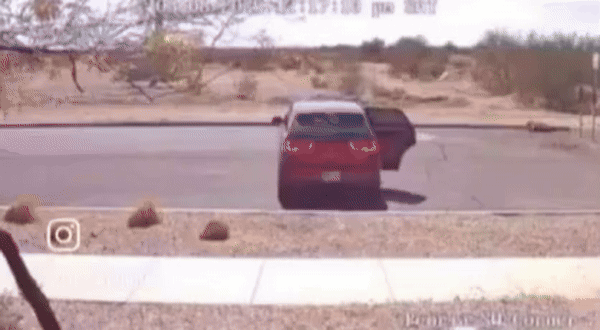 2살 된 치와와 벤지는 지난 3월 8일, 빨간 SUV를 타고 가던 전 주인 프리실라 갈라노스(26)에게 “안녕”이라는 말과 함께 버려졌다. 현재 벤지는 경찰관의 품에서 새 삶을 시작했다고 3일 데일리메일이 보도했다. (영상=데일리메일) *재판매 및 DB 금지