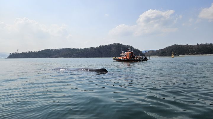 [광양=뉴시스] 4일 광양항에 나타난 길이 15m 향유 고래를 여수해경이 넓은 바다로 향하도록 유도하고 있다. (사진=여수해경 제공) 2025.04.04. photo@newsis.com *재판매 및 DB 금지