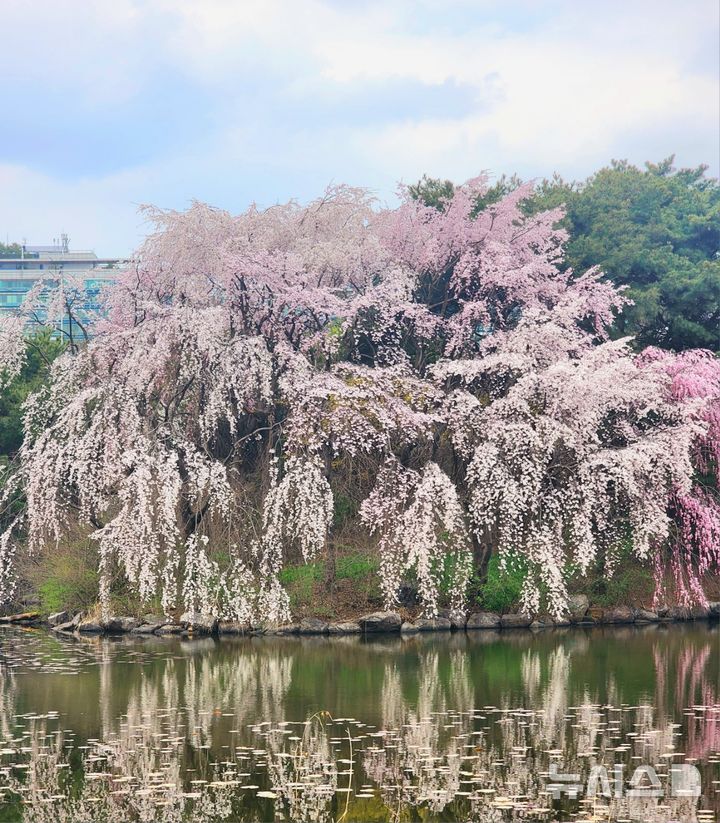 [고양=뉴시스] 경기 고양시 일산호수공원.(사진=고양시 제공)photo@newsis.com