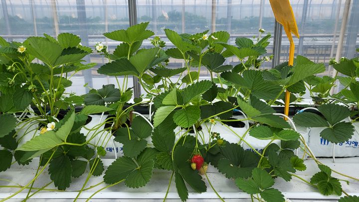 [세종=뉴시스] 딸기 꽃대를 30일 간격으로 제거한 모습. (사진=농촌진흥청 제공) *재판매 및 DB 금지
