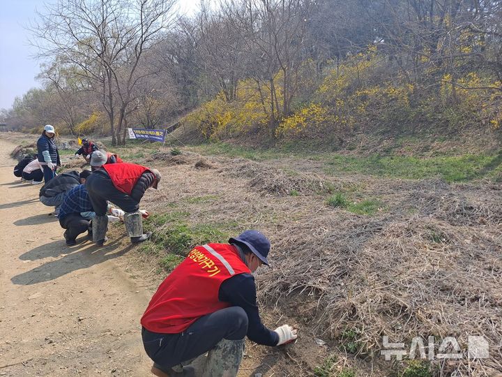 [안양=뉴시스] 생태계 교란식물 제거 현장. (사진=안양시 제공). 2025.04.05.photo@newsis.com