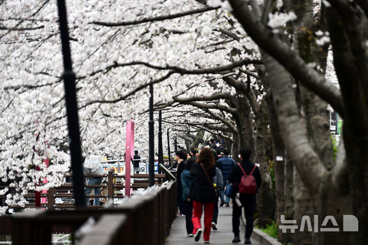 [창원=뉴시스] 차용현 기자 = 5일 오전 경남의 대표적인 벚꽃 명소 창원시 진해구 여좌천에 벚꽃이 만개해 상춘객을 유혹하고 있다. 2025.04.05. con@newsis.com