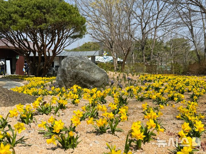 [진주=뉴시스]경상남도수목원 매표소 입구 수선화와 크로커스.(사진=경상남도산림환경연구원 제공) 2025.04.06. photo@newsis.com
