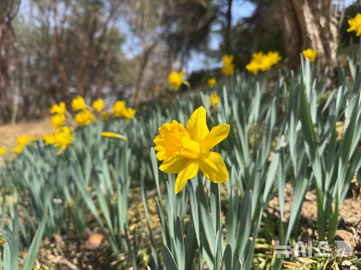 [진주=뉴시스]경상남도수목원 내 희귀특산식물원 수선화.(사진=경상남도산림환경연구원 제공) 0225.04.06. photo@newsis.com