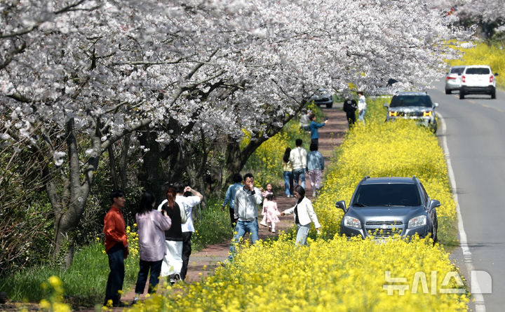 [서귀포=뉴시스] 우장호 기자 = 완연한 봄날씨를 보인 6일 오전 제주 서귀포시 표선면 가시리 녹산로를 찾은 시민과 관광객들이 활짝핀 벚꽃과 유채꽃길을 걸으며 깊어가는 봄을 만끽하고 있다. 2025.04.06. woo1223@newsis.com
