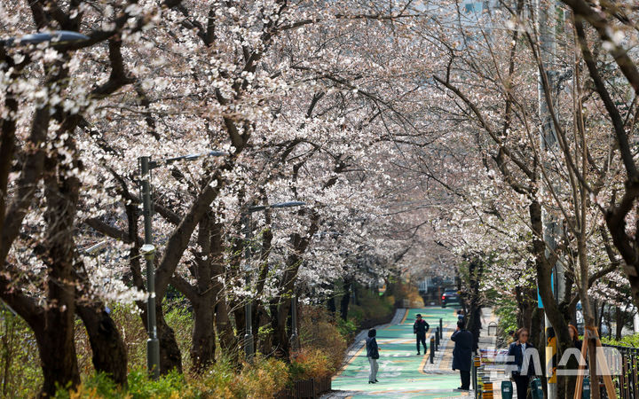 [서울=뉴시스] 김선웅 기자 = 지난해 4월 6일 서울 영등포구 신길동 거리의 벚꽃이 꽃망울을 터트리며 개화를 시작하고 있다. 2025.04.06. mangusta@newsis.com