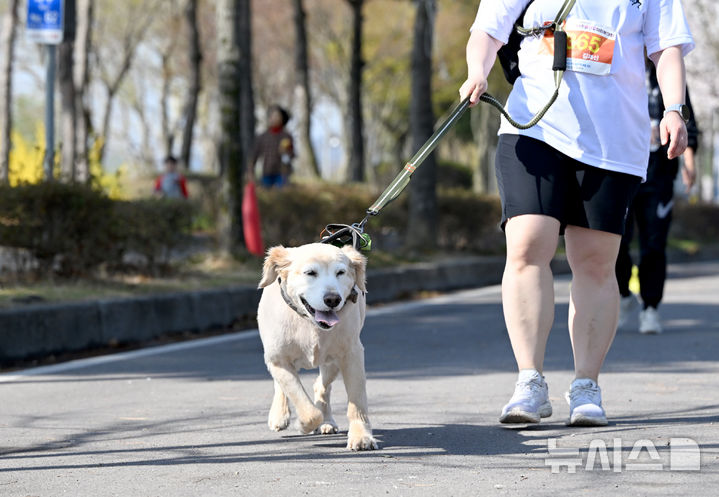 [광주=뉴시스] 김혜인 기자 = '제11회 나주영산강마라톤대회'가 열린 6일 오전 전남 나주시 나주종합스포츠파크 인근에서 마라토너가 반려동물과 함께 질주하고 있다. 영산강마라톤대회는 뉴시스광주전남본부·엠디에스앤씨가 주최하고 나주마라톤동호회가 주관했다. 2025.04.06. hyein0342@newsis.com