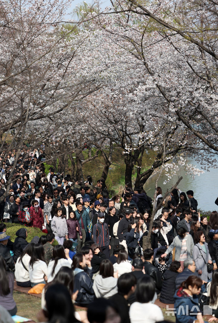 [서울=뉴시스] 김선웅 기자 = 6일 서울 송파구 석촌호수에서 상춘객들이 활짝 핀 벚꽃길을 걷고 있다. 2025.04.06. mangusta@newsis.com