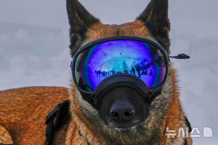 [콜 갈리나=AP/뉴시스] 지난달 25일(현지 시간) 이탈리아 코르티나 담페초 인근 콜 갈리나에서 눈사태를 가정한 구조훈련이 열린 가운데 구조견이 훈련에 참여하고 있다.