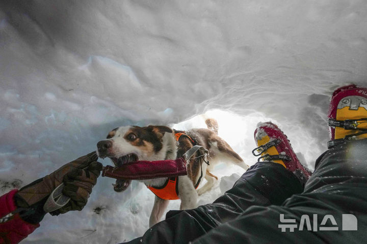 [콜 갈리나=AP/뉴시스] 지난달 25일(현지 시간) 이탈리아 코르티나 담페초 인근 콜 갈리나에서 눈사태를 가정한 구조훈련이 열린 가운데 구조견이 훈련을 하고 있다. 2025.04.07.