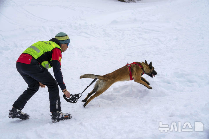 [콜 갈리나=AP/뉴시스] 지난달 25일(현지 시간) 이탈리아 코르티나 담페초 인근 콜 갈리나에서 눈사태를 가정한 구조훈련이 열린 가운데 구조견이 훈련을 하고 있다. 2025.04.07.