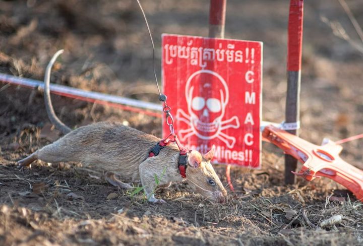 아프리카의 지뢰 탐지 주머니 쥐 ‘로닌’(출처: 인디펜던트) 2025.04.06. *재판매 및 DB 금지