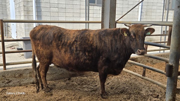 [수원=뉴시스] 전통 한우 칡소. (사진=경기도 제공) 2025.04.07. photo@newsis.com *재판매 및 DB 금지