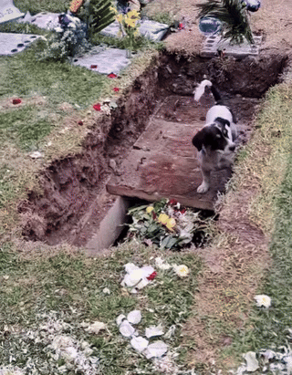 사망한 주인의 무덤으로 파고드는 반려견의 모습이 공개돼 감동을 주고 있다. (영상=틱톡) *재판매 및 DB 금지