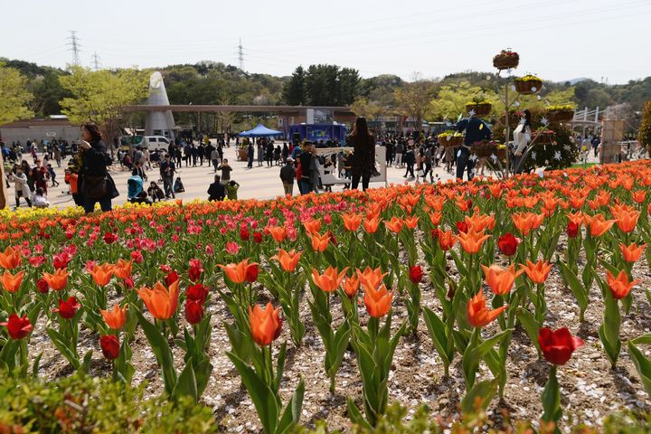울산대공원 '봄의시작, 튤립의 향연' 이벤트 등[울산소식]