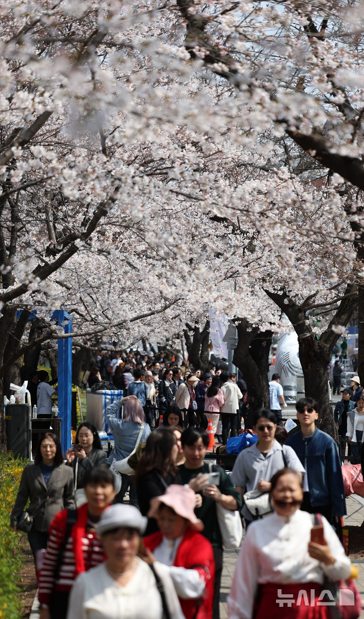 [서울=뉴시스] 김선웅 기자 = 2025 여의도 봄꽃축제 개막을 하루 앞둔 7일 서울 영등포구 여의도 윤중로에서 상춘객들이 활짝 핀 벚꽃길을 걷고 있다. 2025.04.07. mangusta@newsis.com