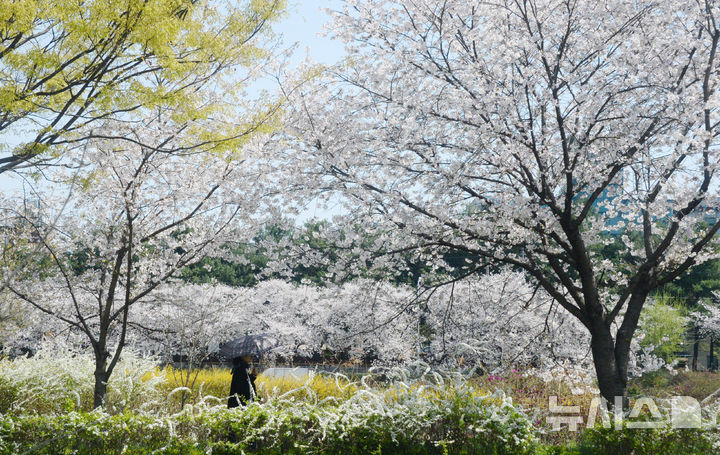 [전주=뉴시스] 김얼 기자 = 완연한 봄 날씨가 이어지고 있는 7일 전북 전주시 삼천에 많은 봄 꽃이 만개해 있다. 2025.04.07. pmkeul@newsis.com