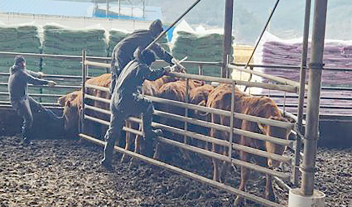 [곡성=뉴시스] 곡성군 소 럼피스킨 예방백신 일제접종. (사진=곡성군청 제공). photo@newsis.com *재판매 및 DB 금지