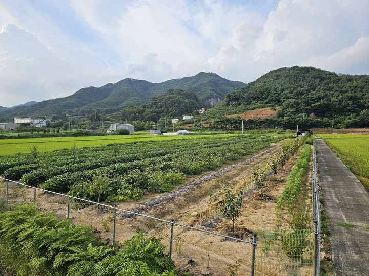 [창원=뉴시스] 경남 창원시 한 농가의 논에 재배 중인 고구마와 들깨. (사진=창원시 제공) 2025.04.08. photo@newsis.com *재판매 및 DB 금지
