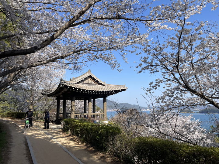 [통영=뉴시스] 신정철 기자= 통영시는 따뜻한 봄 바람과 함께 꽃이 만개하는 봄을 맞아 통영 곳곳의 공원에서 봄의 정취를 만끽할 수 있게 공원 내 일제 정비사업을 완료했다고 8일 밝혔다.사진은 만개한 벚꽃과 함께 한산대첩지가 내려다 보이는 이순신공원 전경.(사진=통영시 제공).2025.04.08. photo@newsis.com *재판매 및 DB 금지