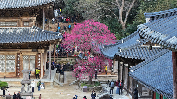 [구례=뉴시스] 구례 화엄사에서 홍매화가 활짝피어 관광객을 맞이하고 있다. (사진=화엄사 제공) 2025.04.08. photo@newsis.com *재판매 및 DB 금지