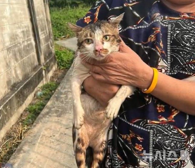 [서울=뉴시스] 무사히 구조된 고양이 (사진=페이스북)