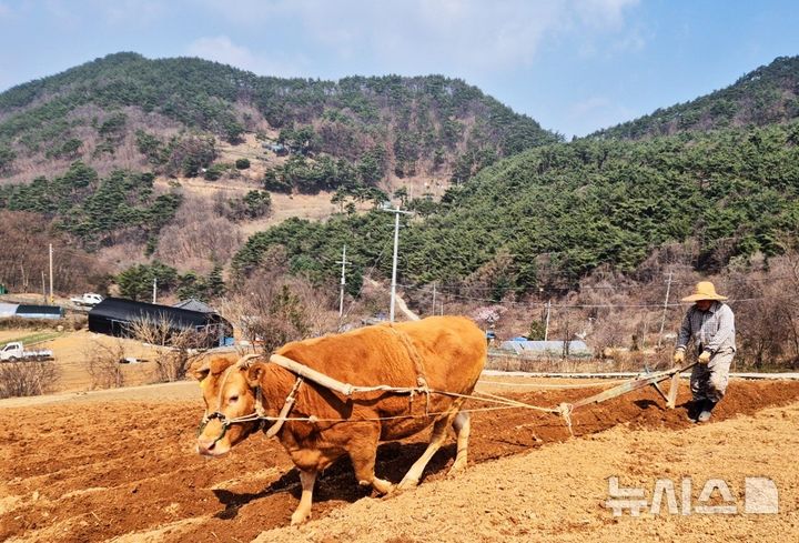 [단양=뉴시스] 이병찬 기자 = 8일 충북 단양군 가곡면 보발리 밭에서 한 농부가 소 밭갈이 작업을 하고 있다.(사진=이응복씨 제공)2025.04.08.photo@newsis.com 