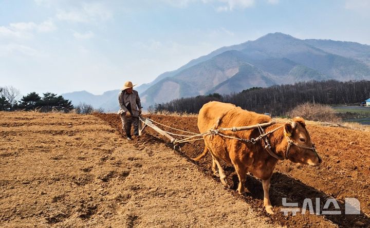 [단양=뉴시스] 이병찬 기자 = 8일 충북 단양군 가곡면 보발리 밭에서 한 농부가 소 밭갈이 작업을 하고 있다.(사진=이응복씨 제공)2025.04.08.photo@newsis.com 