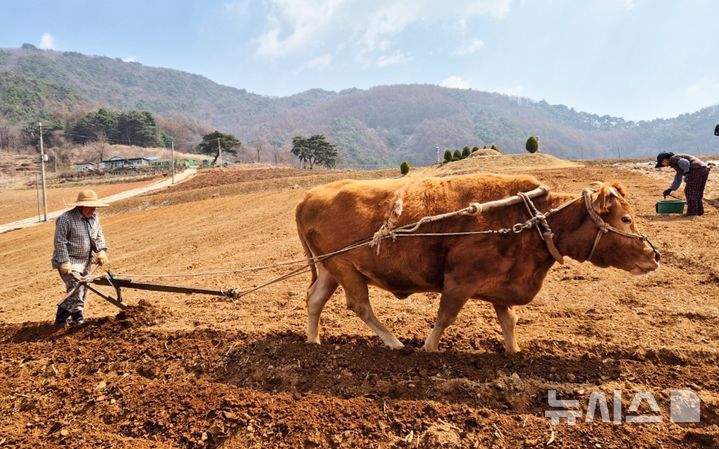 [단양=뉴시스] 이병찬 기자 = 8일 충북 단양군 가곡면 보발리 밭에서 한 농부가 소 밭갈이 작업을 하고 있다.(사진=이응복씨 제공)2025.04.08.photo@newsis.com 