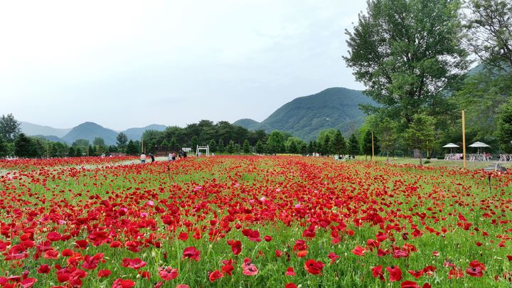 6개 대표축제 중 하나로 선정된 자라섬 꽃 페스타. (사진=가평군 제공) photo@newsis.com *재판매 및 DB 금지
