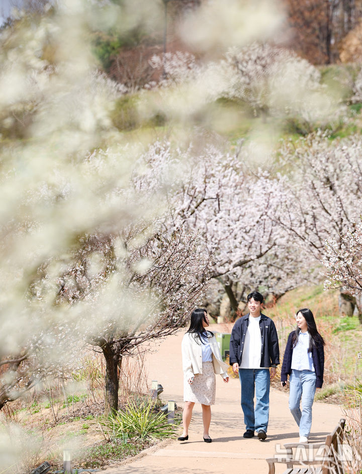 [용인=뉴시스] 황준선 기자 = 8일 경기 용인시 에버랜드 하늘정원길을 찾은 시민들이 활짝 핀 매화와 수선화 등 봄꽃을 바라보며 산책하고 있다. 2025.04.08. hwang@newsis.com