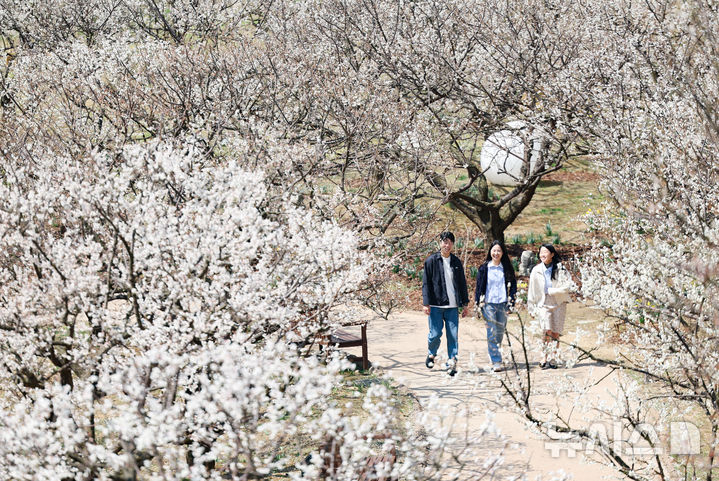 [용인=뉴시스] 황준선 기자 = 8일 경기 용인시 에버랜드 하늘정원길을 찾은 시민들이 활짝 핀 매화와 수선화 등 봄꽃을 바라보며 산책하고 있다. 2025.04.08. hwang@newsis.com