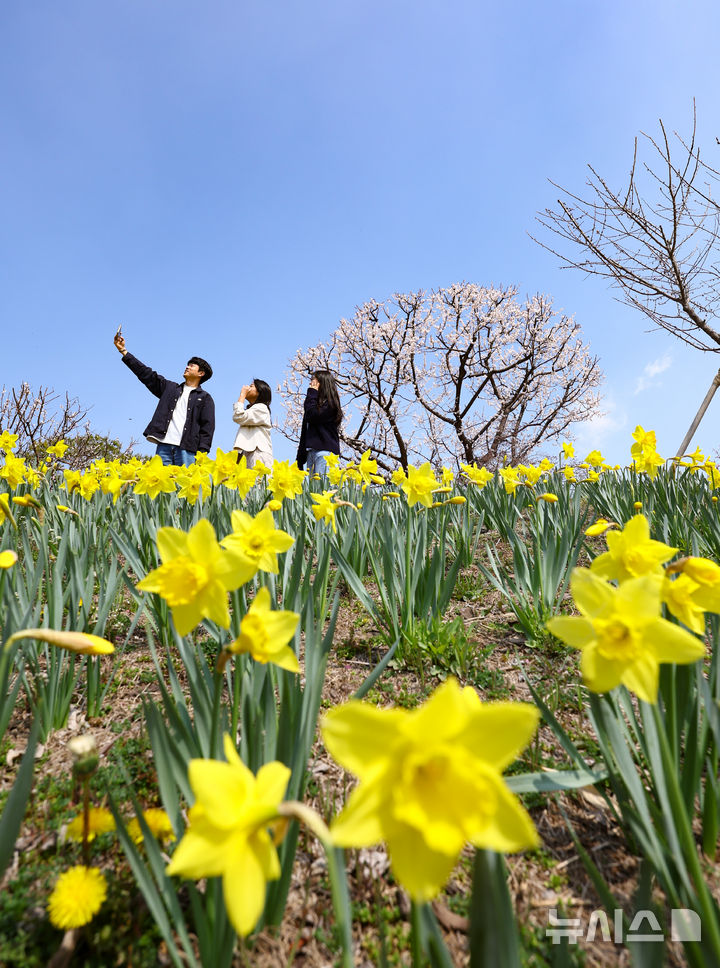 [용인=뉴시스] 황준선 기자 = 8일 경기 용인시 에버랜드 하늘정원길을 찾은 시민들이 활짝 핀 매화와 수선화 등 봄꽃을 감상하며 추억을남기고 있다. 2025.04.08. hwang@newsis.com