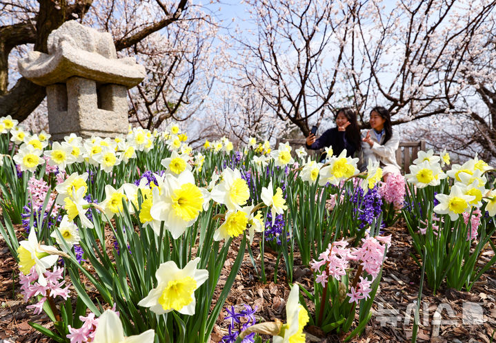 [용인=뉴시스] 황준선 기자 = 8일 경기 용인시 에버랜드 하늘정원길을 찾은 시민들이 활짝 핀 매화와 수선화 등 봄꽃을 감상하며 추억을남기고 있다. 2025.04.08. hwang@newsis.com