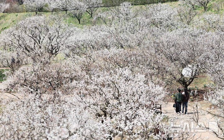 [용인=뉴시스] 황준선 기자 = 8일 경기 용인시 에버랜드 하늘정원길을 찾은 시민들이 활짝 핀 매화와 수선화 등 봄꽃을 바라보며 산책하고 있다. 2025.04.08. hwang@newsis.com