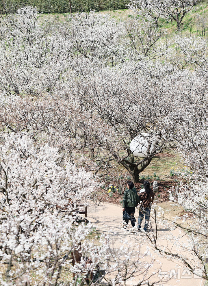 [용인=뉴시스] 황준선 기자 = 8일 경기 용인시 에버랜드 하늘정원길을 찾은 시민들이 활짝 핀 매화와 수선화 등 봄꽃을 바라보며 산책하고 있다. 2025.04.08. hwang@newsis.com