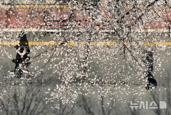 [서울=뉴시스] 고승민 기자 = 8일 서울 여의서로 벚꽃길을 찾은 상춘객이 벚꽃 등 봄꽃을 즐기고 있다. 2025.04.08. kkssmm99@newsis.com