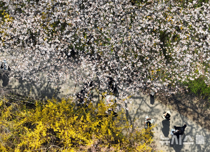 [서울=뉴시스] 고승민 기자 = 8일 서울 여의서로 벚꽃길을 찾은 상춘객이 벚꽃 등 봄꽃을 즐기고 있다. 2025.04.08. kkssmm99@newsis.com