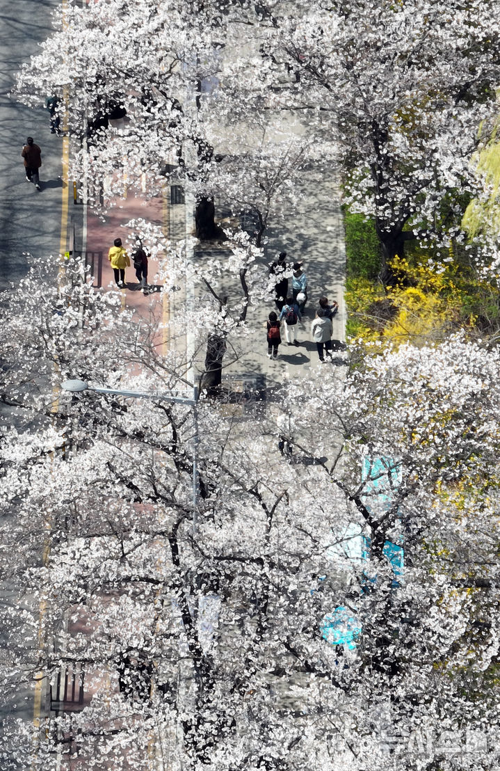 [서울=뉴시스] 고승민 기자 = 8일 서울 여의서로 벚꽃길을 찾은 상춘객이 벚꽃 등 봄꽃을 즐기고 있다. 2025.04.08. kkssmm99@newsis.com