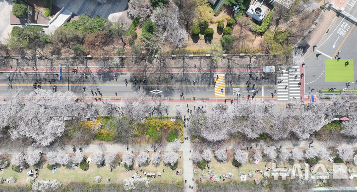 [서울=뉴시스] 고승민 기자 = 8일 서울 여의서로 벚꽃길을 찾은 상춘객이 벚꽃 등 봄꽃을 즐기고 있다. 2025.04.08. kkssmm99@newsis.com